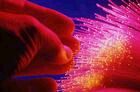 NCTC provides a 105 hour fiber optic technician certification program as well as short term training for industry.